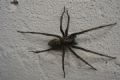 Tegenaria atrica